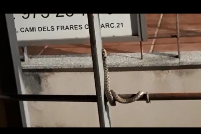 Imagen de la serpiente junto al campo de fútbol de Magraners. 