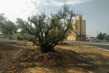 Uno de los olivos plantados en un espacio de la localidad. 