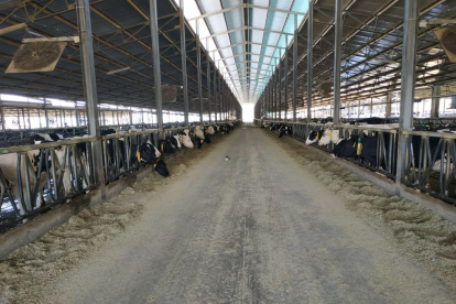 Esta explotación familiar, Call Espinal, cuenta con un total de 1.300 vacas en Bassella.
