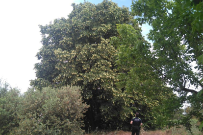El tilo del Copeo es uno de los árboles protegidos.