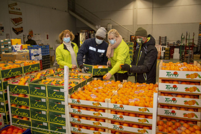 Trabajadores del mercado central de Lleida clasifican y empaquetan mandarinas para su venta y distribución el jueves a primera hora. 