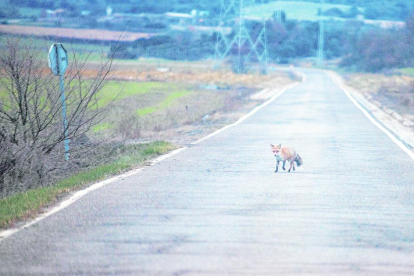 El zorro, un pequeño depredador cuya caza se prohíbe allí donde hay cacerías para evitar la proliferación de conejos.