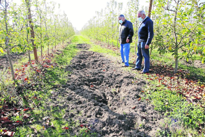 El zorro, un pequeño depredador cuya caza se prohíbe allí donde hay cacerías para evitar la proliferación de conejos.