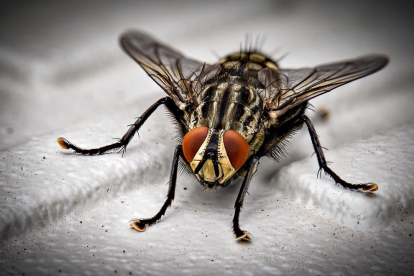 Las moscas transportan gérmenes, virus y bacterias en sus patas.