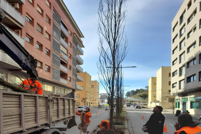 Operaris planten els primers arbres a l’avinguda de Madrid ahir.