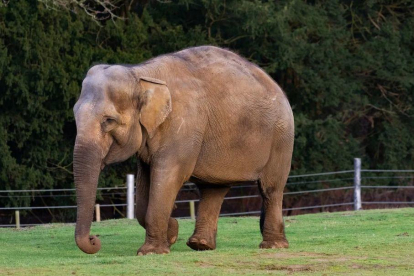 Un elefant