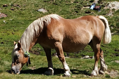 Imagen de un caballo con un collar GPS. 