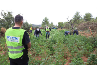 Los Mossos, desmantelando la plantación de L'Albagés este miércoles.