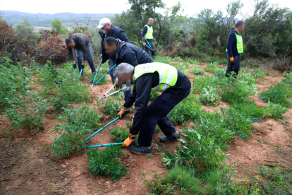 Agents al tallar algunes de les plantes que van trobar ahir entre els camps d’oliveres.