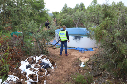 Agentes cortando algunas de las plantas que hallaron ayer entre los campos de olivos. 