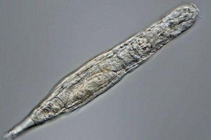 Ressuscita l'organisme congelat a Sibèria fa 24.000 anys