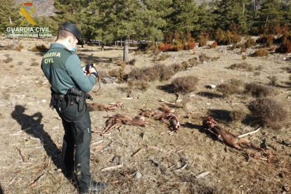 Un agente de la Guardia Civil tomando una foto de los animales muertos encontrados. 