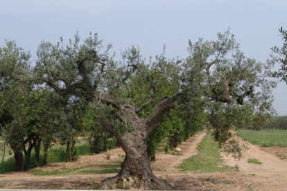 Tretze noves varietats d'olivera al Pallars