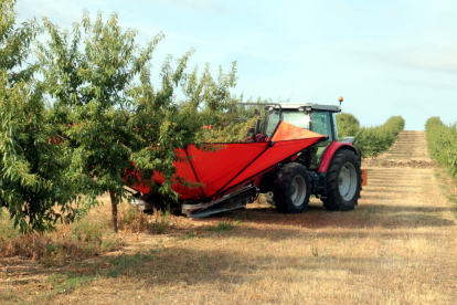 Un tractor amb un ventall vibrador collint ametlles de la varietat Vayro en una finca d'Aspa.