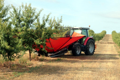 Recollida de les primeres ametlles primerenques en una finca d’Aspa.