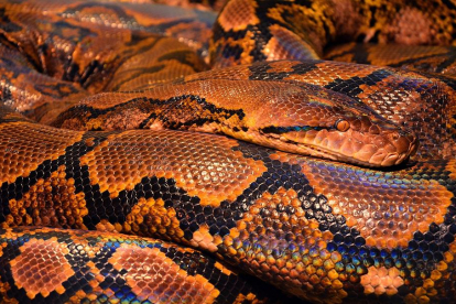 La pell de serp pot inspirar edificis més segurs