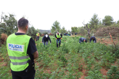 Imagen de la plantación desmantelada el miércoles en L’Albagés en la que hallaron 3.462 plantas. 