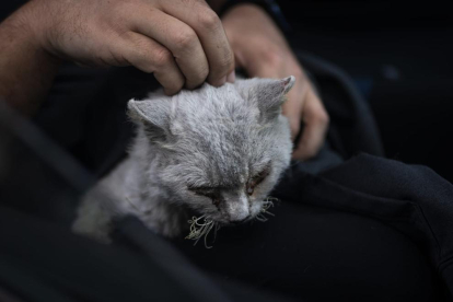 Magma, el gato rescatado por los tres fotoperiodistas. 