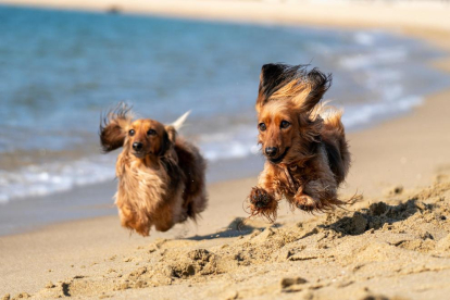 Las mejores playas para ir con perros en Cataluña