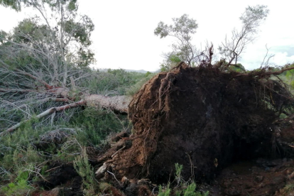 Un pino arrancado por el supuesto tornado en el interior del término municipal de la Ametlla de Mar.