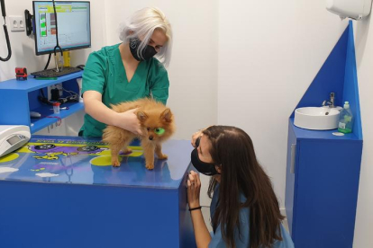 Un gos ahir en una clínica veterinària de Lleida.