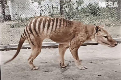 El tigre de Tasmània, extingit i reviscut ara a tot color