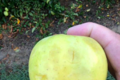 Una poma malmesa per la pedregada en un cultiu de La Sentiu de Sió.