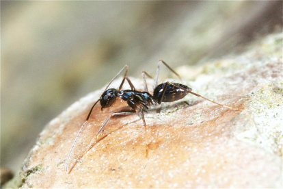 La formiga boja, la nova espècie invasora que afecta edificis i conreus