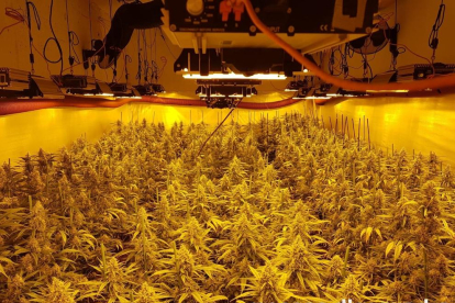 Dos detinguts per cultivar 1.502 plantes de marihuana a l'interior d'un domicili de Guissona