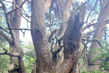 Un dels arbres de l’itinerari de Cava és el pi roig de l’Orri.