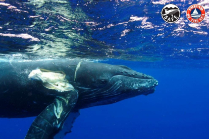 Crean un certificado para evitar que mueran las ballenas al chocar con las  embarcaciones