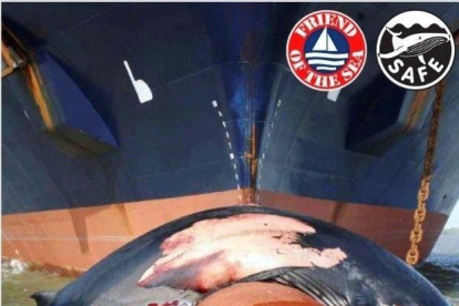Creen un certificat per evitar que morin les balenes en xocar amb les embarcacions