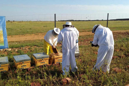 Dieciséis apicultores se forman en el apiario solar de la localidad sevillana de Carmona.