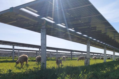 Las ovejas se encargan del desbroce natural a las plantas fotovoltaicas.