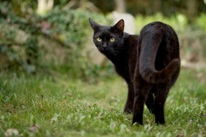 D'on venen les supersticions relacionades amb els gats negres?