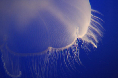Los tentáculos de la medusa se clavan en la piel e inoculan el veneno.