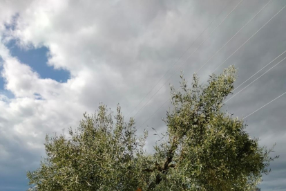 L'IRTA identifica tretze noves varietats locals d'olivera al Pallars Jussà