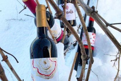 Botelles del vi Saó Expressiu 2015, guanyador dels Catavinium.