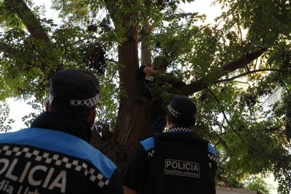 El portavoz de Ipcena se encaramó al árbol para evitar su tala.