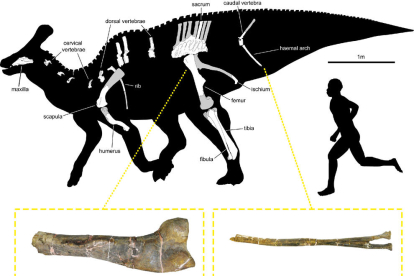 El dinosaurio de Isona con los restos fósiles recuperados hasta ahora y fotos del fémur y el arco hemal.