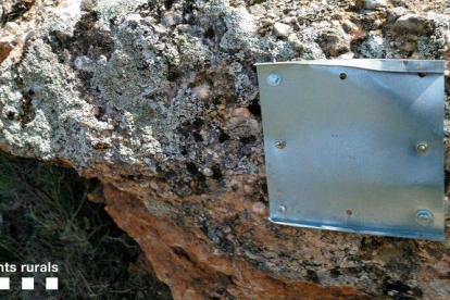 Los Agentes Rurales desmantelan en el Montsec una instalación de slackline que pasaba por encima de un nido de águila perdicera
