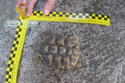 Intervenen quatre tortugues protegides a un veí de Térmens