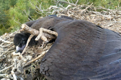 El animal murió en su propio nido en la reserva de Boumort. 