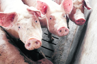 El sector porcino ha cerrado un buen primer semestre, pero ahora los precios están descendiendo.