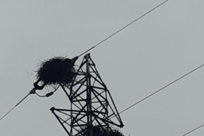 Els nius que han construït les aus a la línia elèctrica.