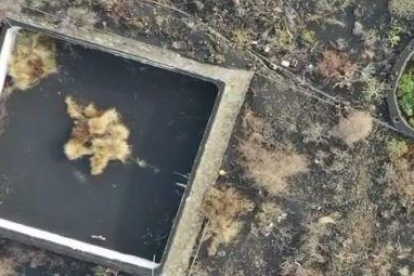 Un gat atrapat en un estany per la lava de La Palma