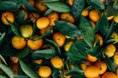 Mercadona revela l'origen de les seues taronges i mandarines