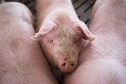 El consumo de carne de porcino ha aumentado en los hogares.