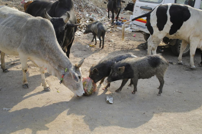 Una turba mata un cristià sospitós d'acabar amb la vida d'una vaca sagrada a l'Índia