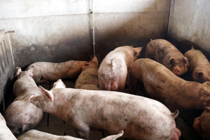 Imagen de una granja de porcino de la comarca del Segrià.